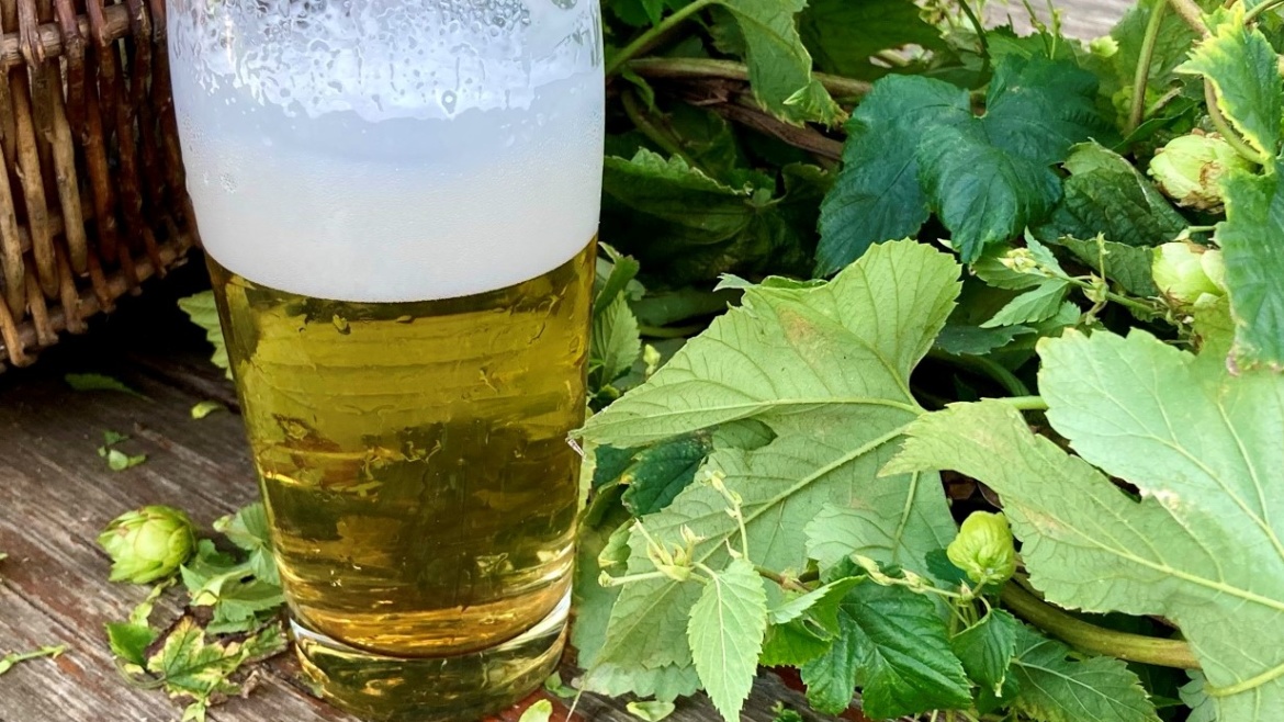 Bier aus dem Bamberger Hopfengarten