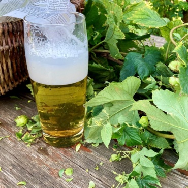 Bier aus dem Bamberger Hopfengarten