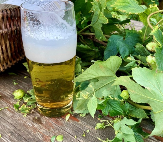 Bier aus dem Bamberger Hopfengarten