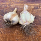 Bamberger Knoblauch
